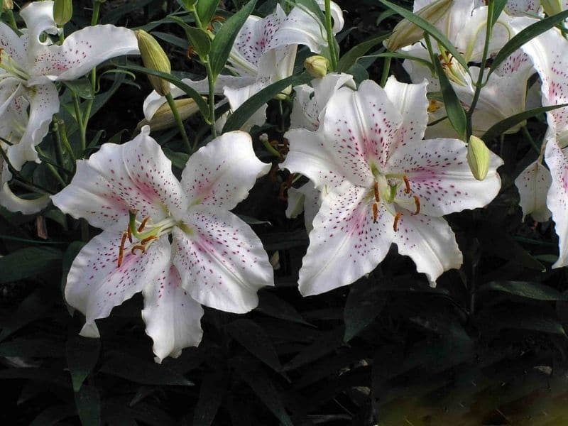 lilium casa blanca