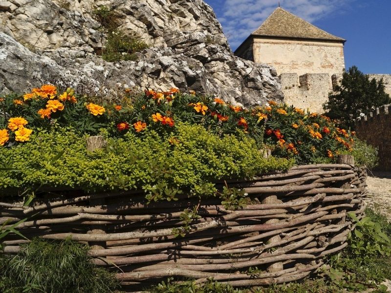 marigold flowers in a castle