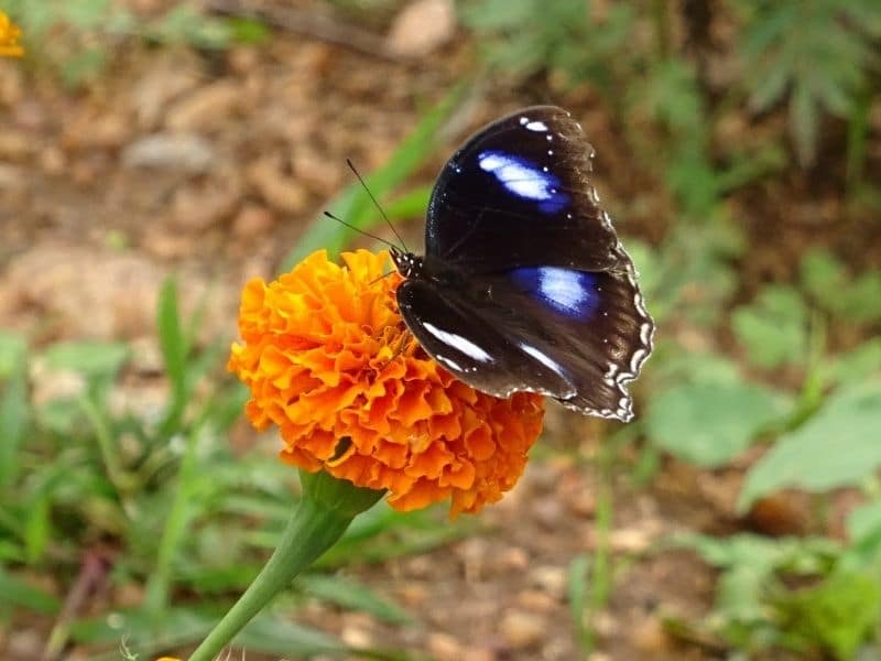 marigold with butterfly