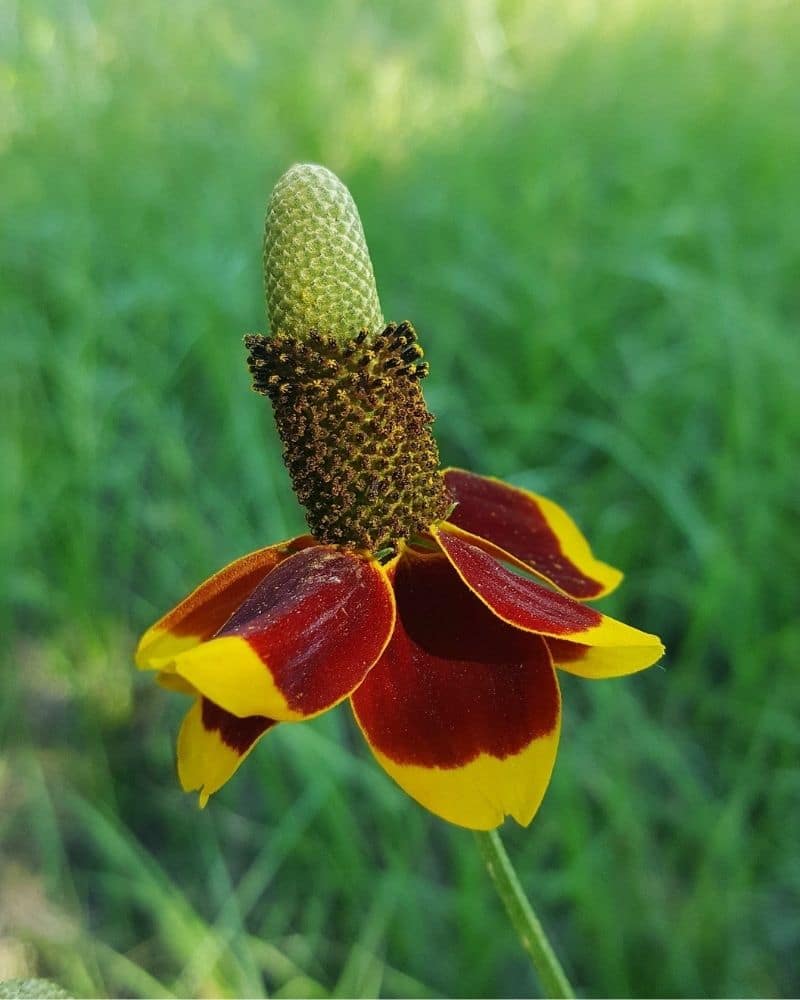 mexican hat flower close up