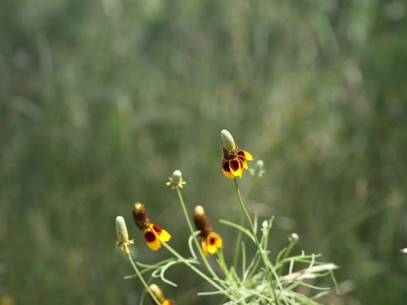 mexican hat flowers