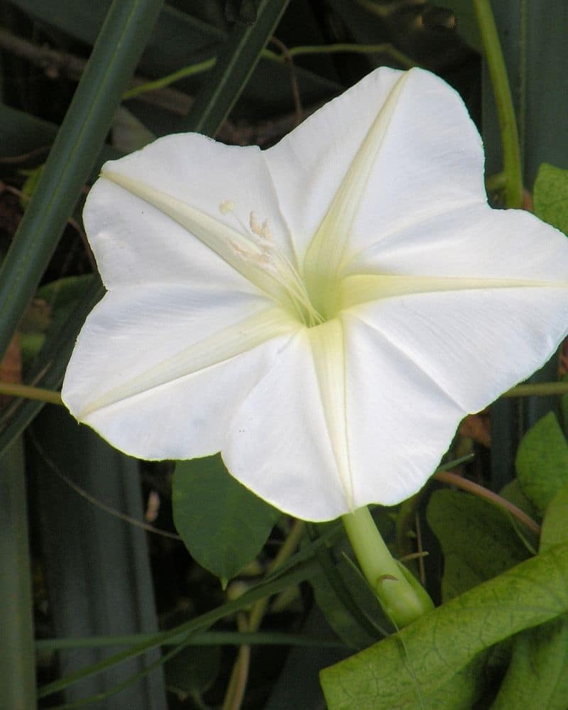 moonflower morning glory flower