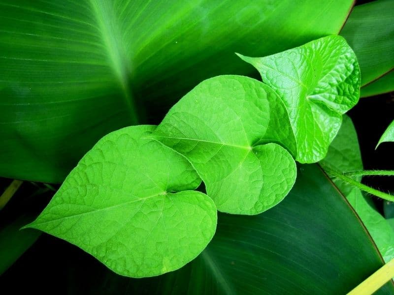 morning glory leaves