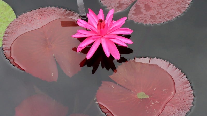 nymphaea red flare