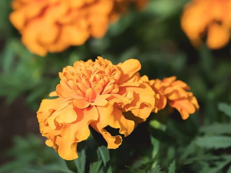 orange marigold flowers