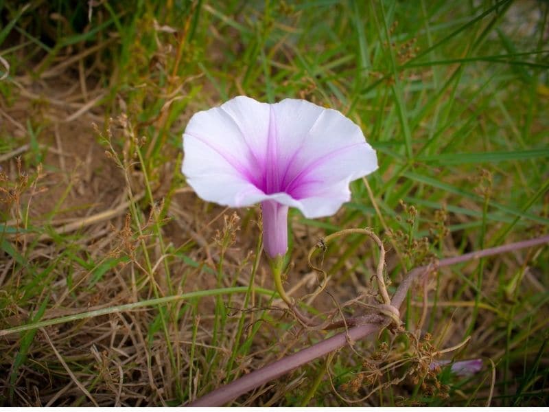 pale pink morning glory flower