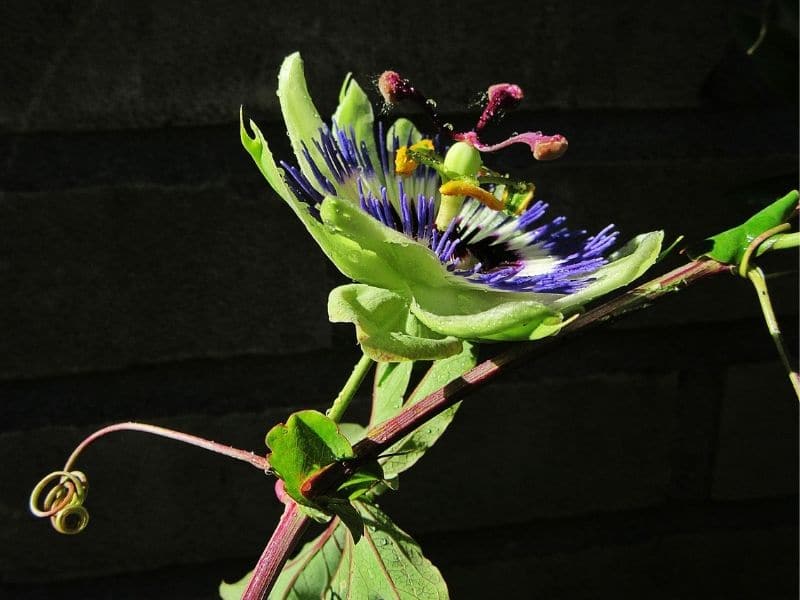 passiflora caerulea blue