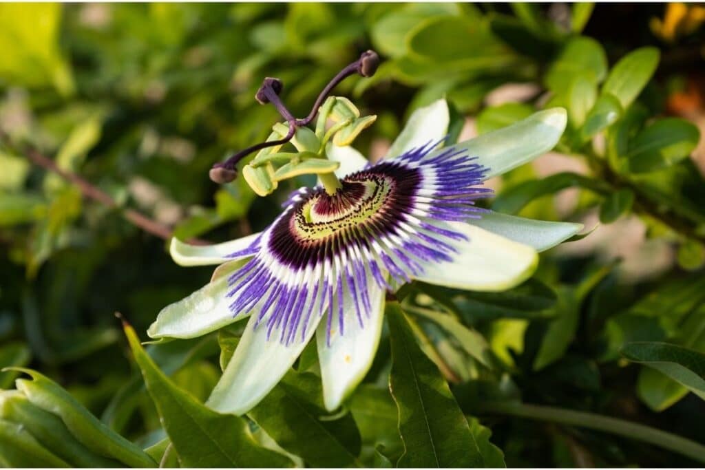 passion flower types