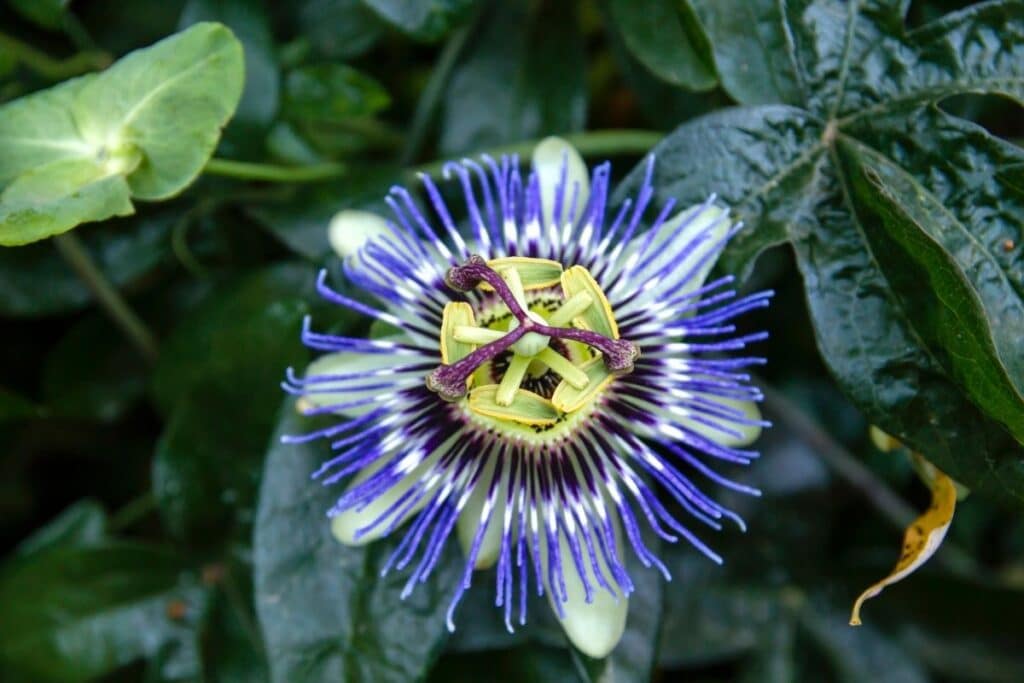 passion flowers meaning