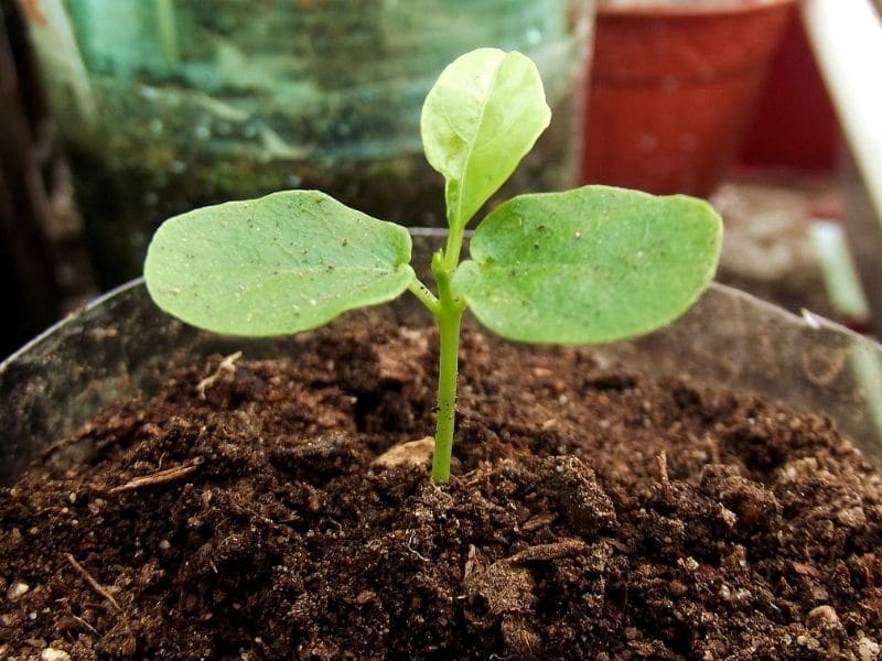 passion fruit seedlings plant