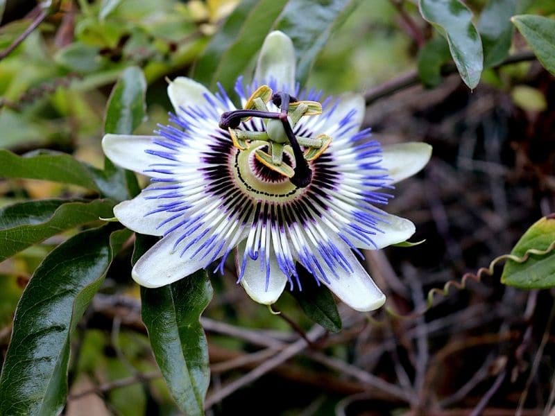 passion plant