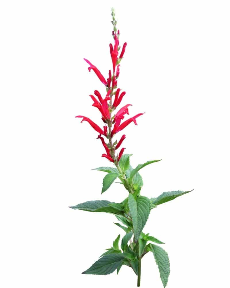 pineapple sage flower