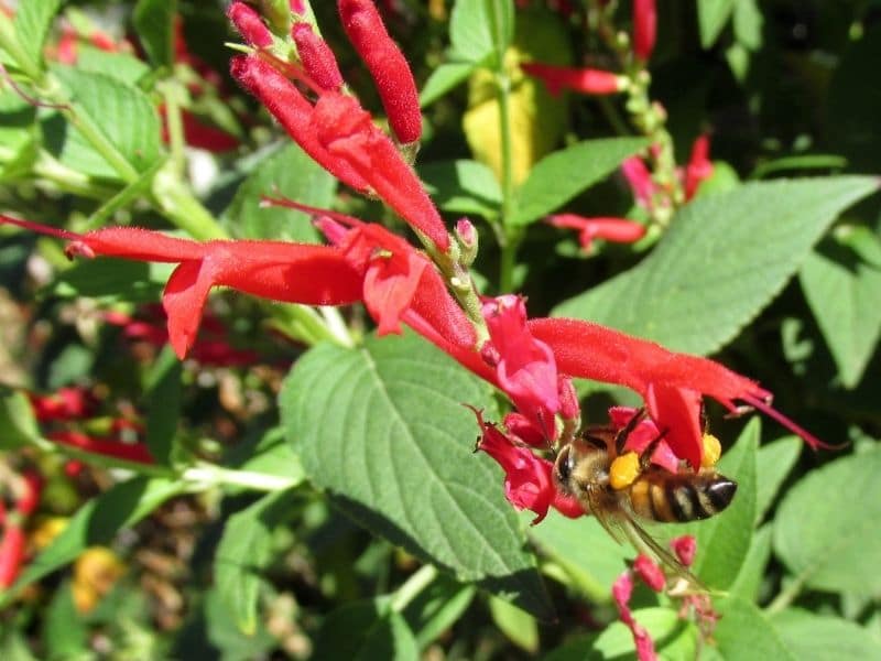 pineapple sage with bee
