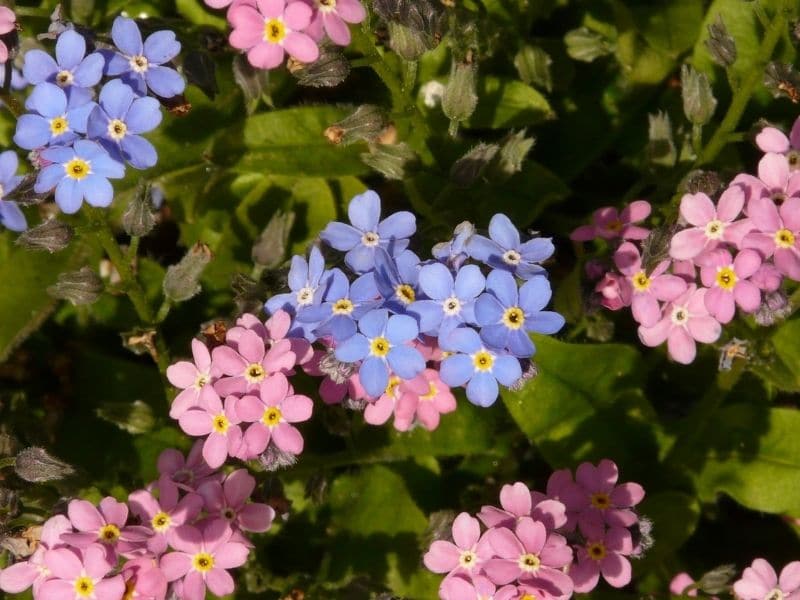pink and blue forget me not flowers