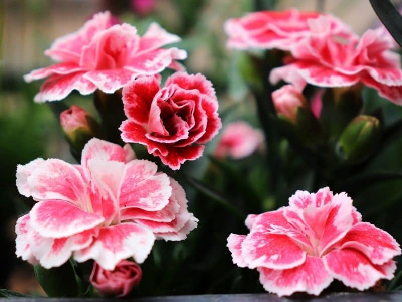 pink carnation blossoms