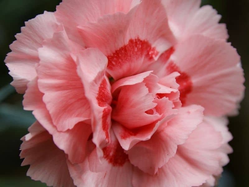 pink carnation flower close up