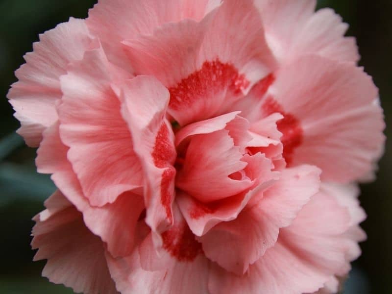 Carnation Flowers Types And Plant Growing And Caring Tips Florgeous