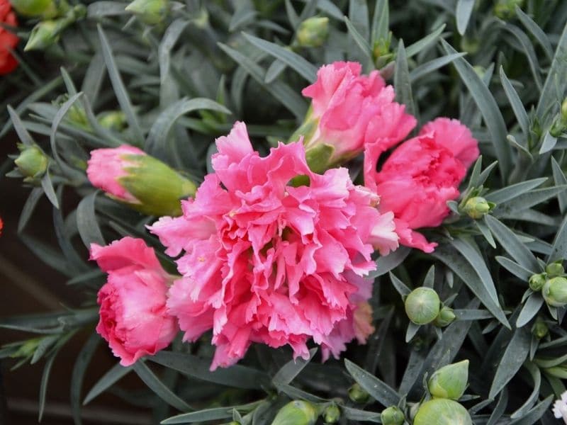 pink carnation flower