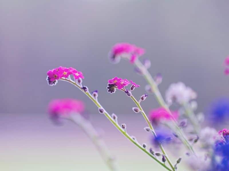 pink forget me not flowers
