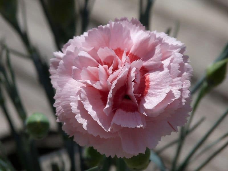 pink large flowered carnation