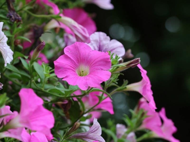 pink morning glory flowers