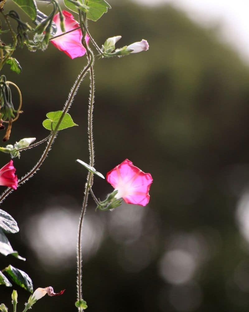 pink with white morning glory flower