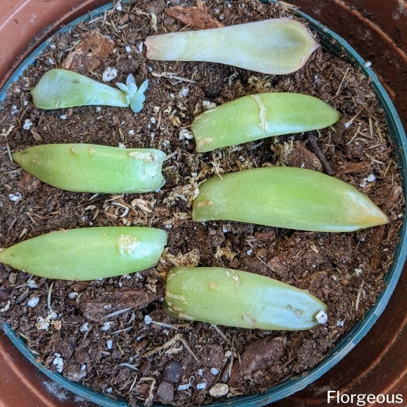 propagating succulent leaves