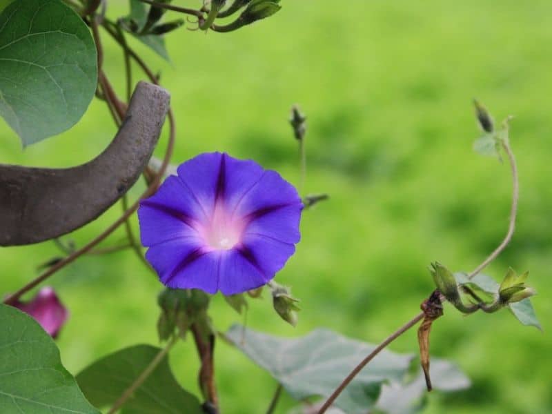 purple morning glory flower