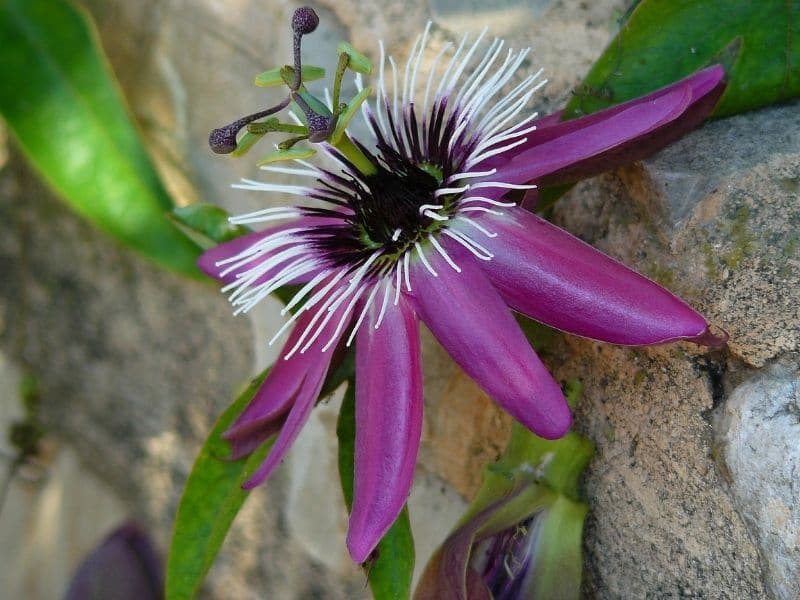 purple passiflora plant