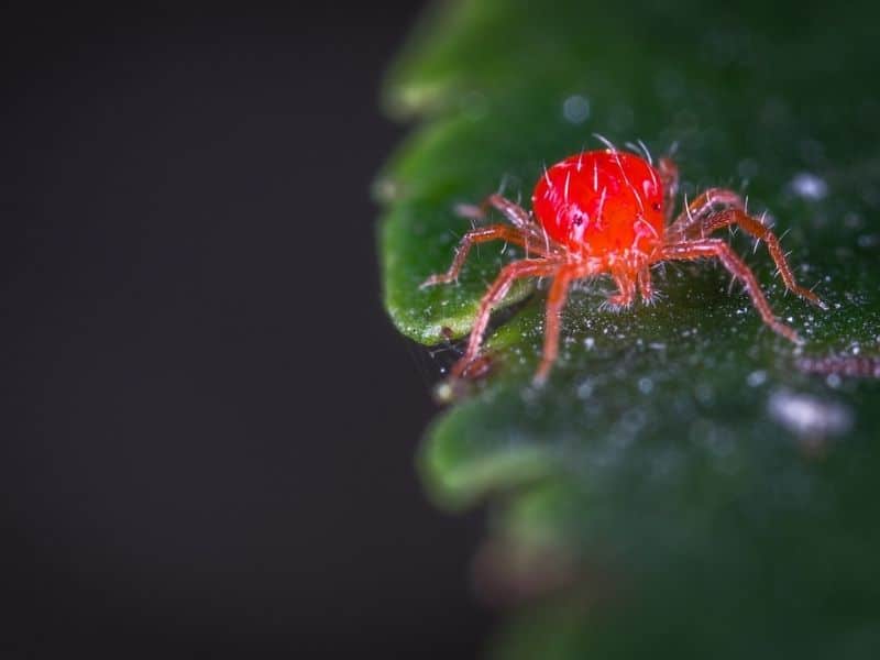 red spider mite