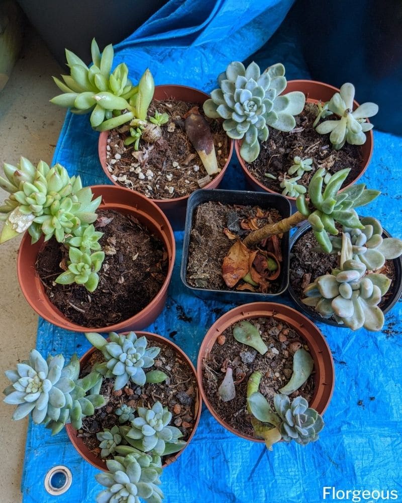 replanting succulents