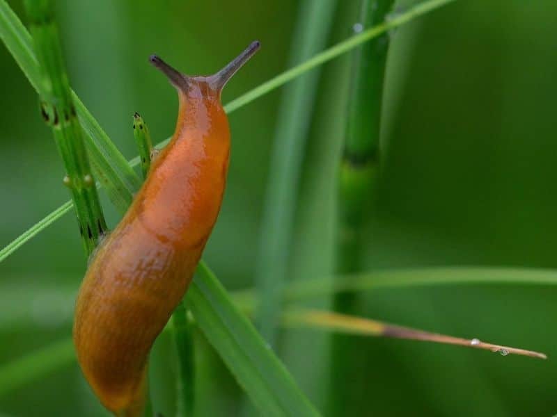 slug in a plant