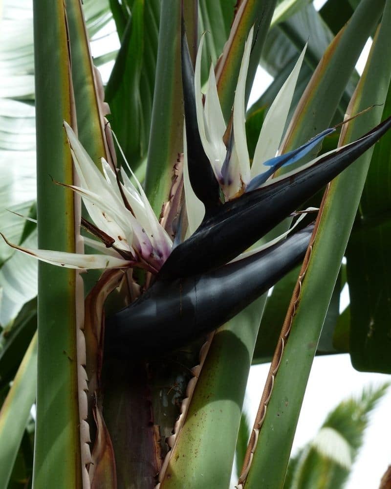 strelitzia alba