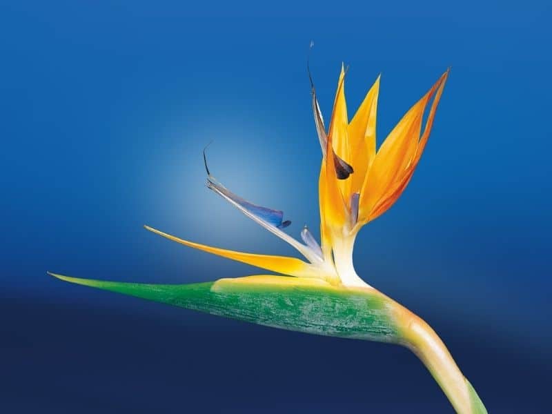 strelitzia caudata