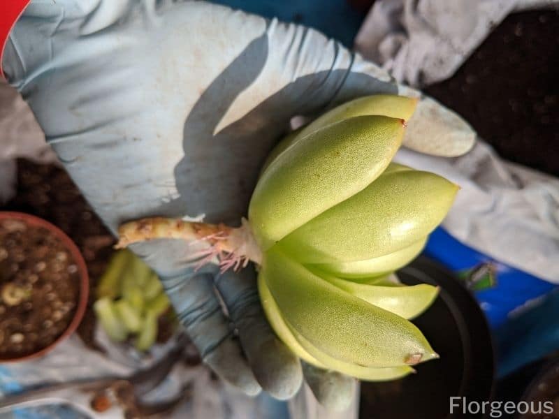 succulent cuttings