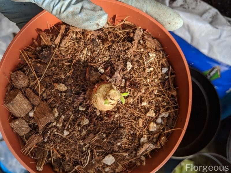 succulents rooting