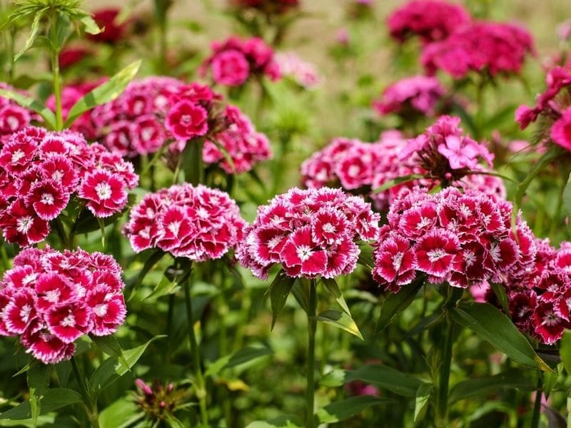 sweet william carnation flowers