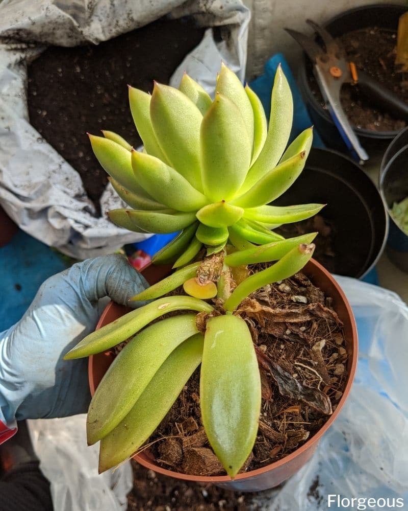 transplanting succulents