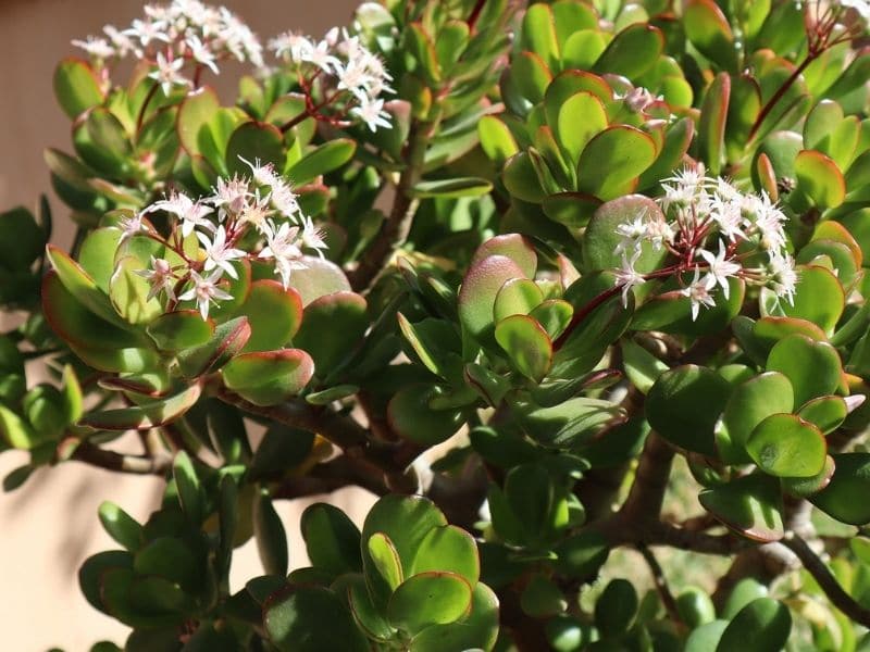 tree of crassula ovata