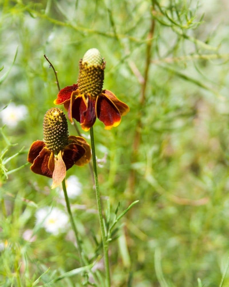 upright prairie coneflower