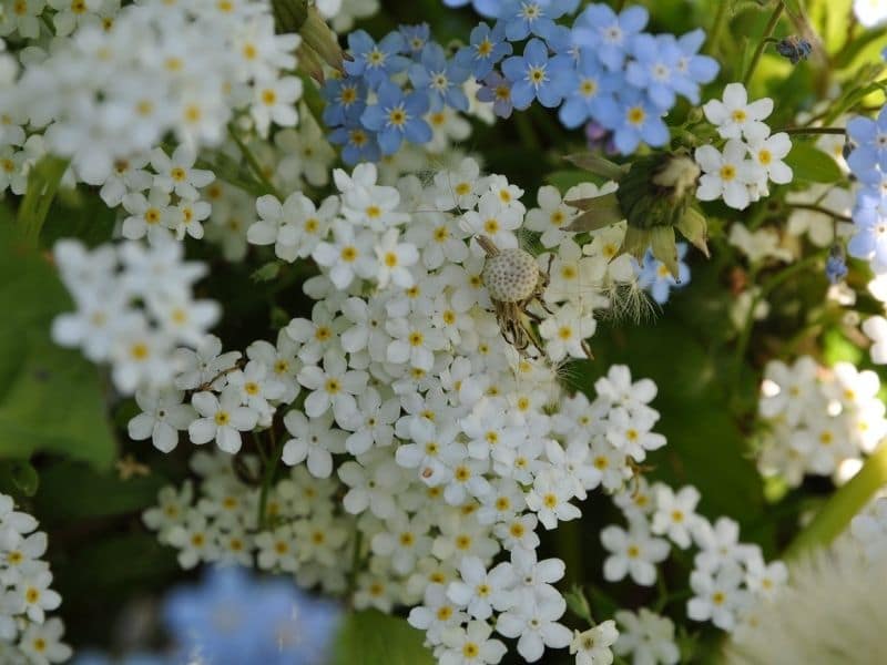 white and blue forget me not flowers