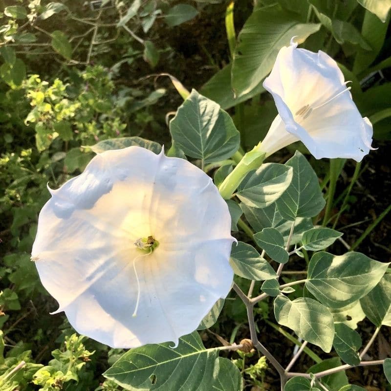 white devil's trumpet