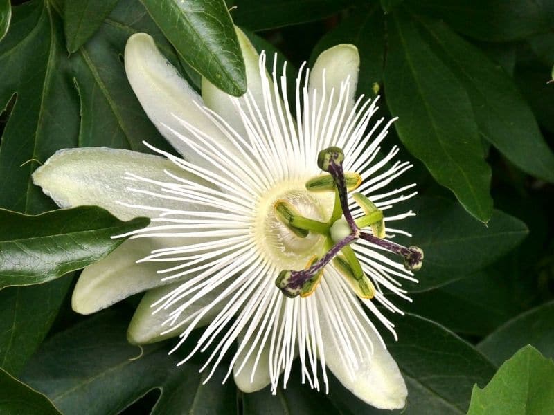 white passion flower