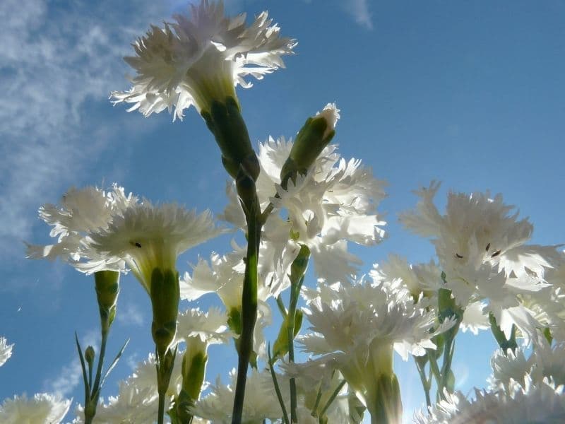 white spring carnation