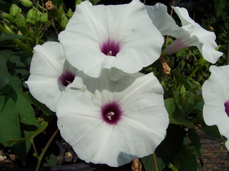 white with purple center morning glory flower