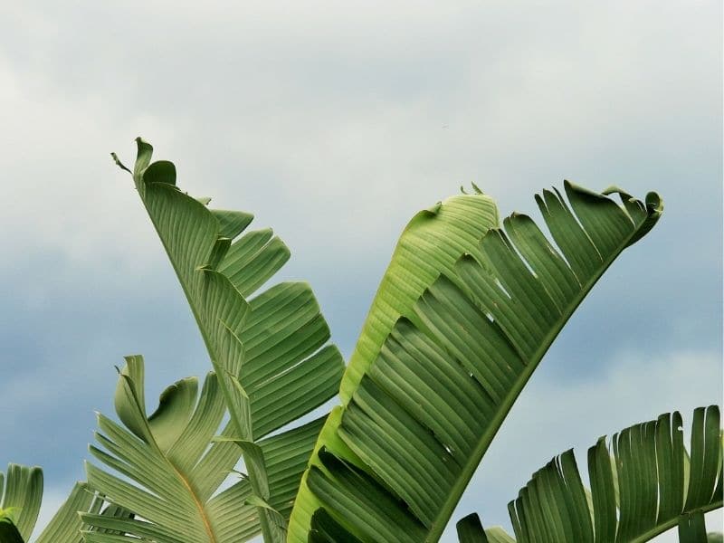 wild banana leaves
