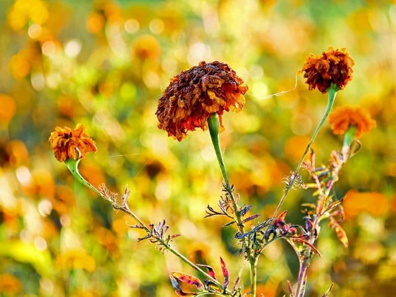 withered marigold flowers