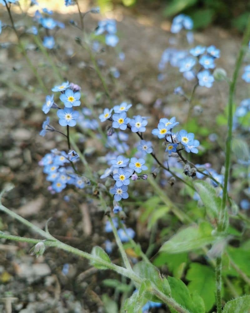 woodland forget me not flowers