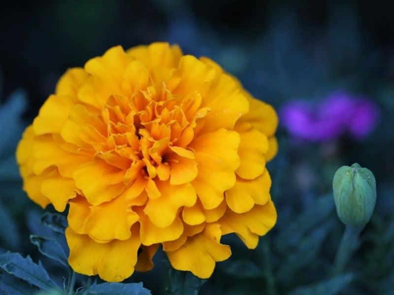 yellow marigold flower