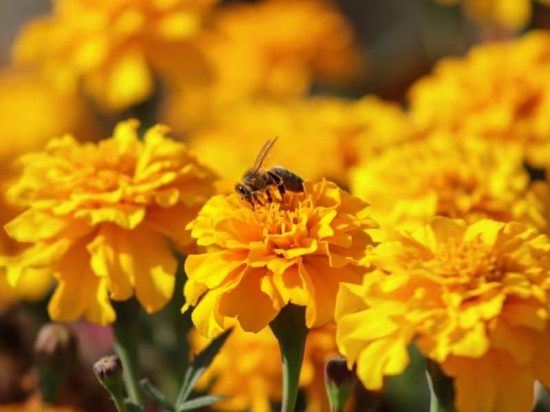 yellow marigold flowers with bee